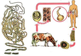 Egy nagyon gyakori helmint, a szarvasmarha galandféreg esetében a tehén közbenső gazdaként szolgál, és egy személy a végső. 
