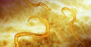 pinworm paraziták az emberi szervezetben
