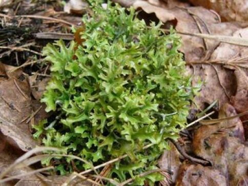 cetraria a szervezetben lévő parazitáktól