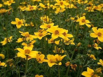 egy sor parazita a szervezetben