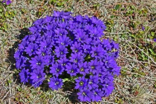 lázgyökér a parazitáktól a szervezetben