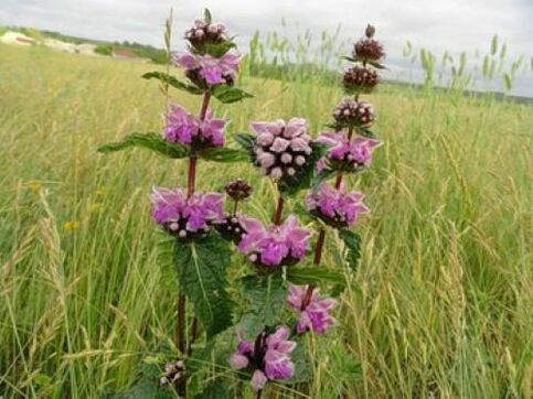 vasérc növény a szervezetben lévő parazitáktól